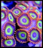 Fruit Loop Rare Designer Zoanthids.jpg