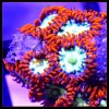 Pin Wheels Rare Designer Zoanthids.jpg