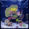 coral plan 6.jpg coral plan 6.jpg