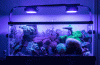IMG_1554.gif