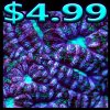 Acan-Purple Acan-5 bucks 500x500.jpg