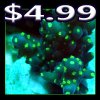 Acro-Dark Purple Green Tips Corals -5 BUCKS.jpg