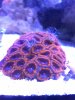 122818 Acan Colony.jpeg