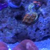 122818 Fruit Loop Zoa.jpeg