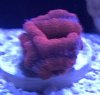 Red and Purple Aussie Acan.jpeg