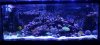 reef.jpg