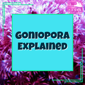 Goniopora.png