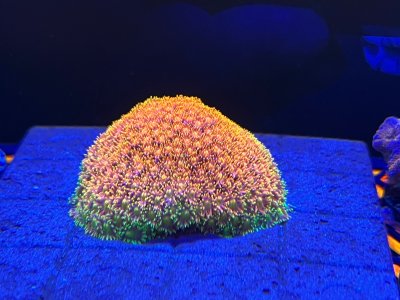 IMG_3109.jpeg