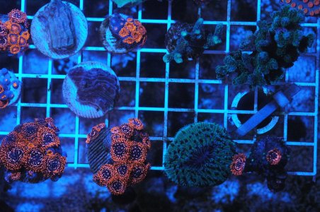 DSC_0297.JPG