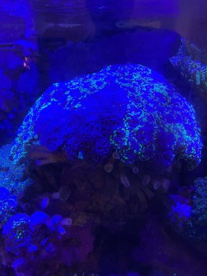 IMG_3370.jpeg IMG_3370.jpeg