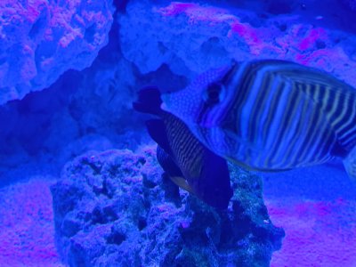 IMG_0819.jpeg