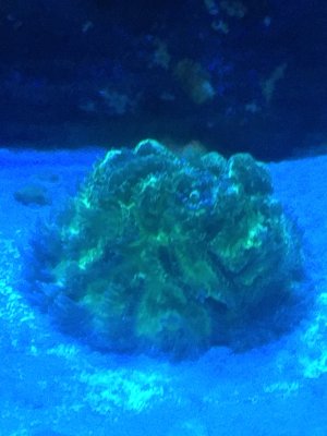 IMG_8242.jpeg