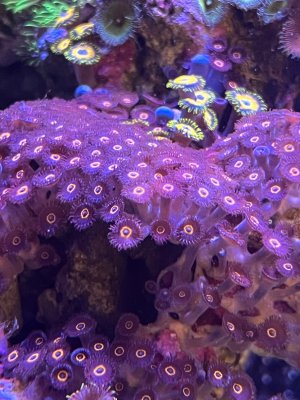 IMG_8475.jpeg
