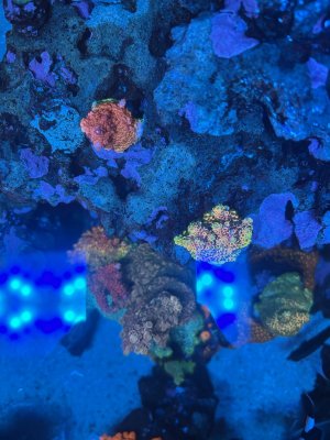 IMG_2746.jpeg