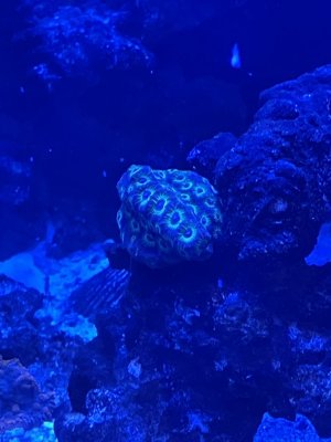 IMG_0372.jpeg