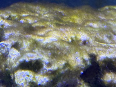 IMG_1106.jpeg