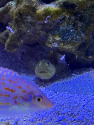 IMG_0985.jpeg