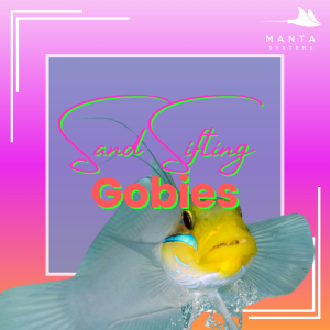Gobies.png