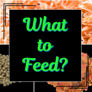 Food.png