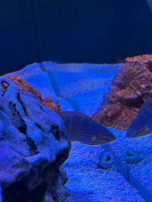 IMG_4245.jpeg