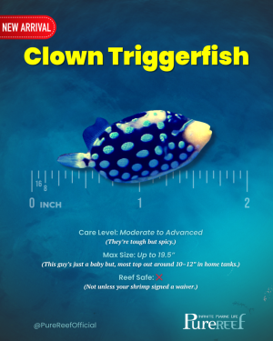 PR Fish Profile Template.zip - 1.png