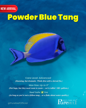 PR Fish Profile Template.zip - 2.png