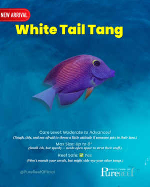 PR Fish Profile Template.zip - L (2).png