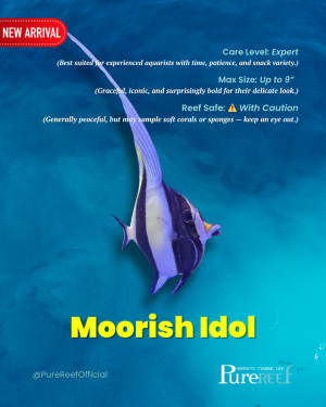 PR Fish Profile Template.zip - L.png