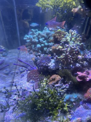 IMG_0372.jpeg