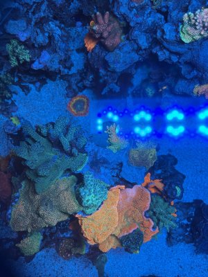 IMG_3382.jpeg