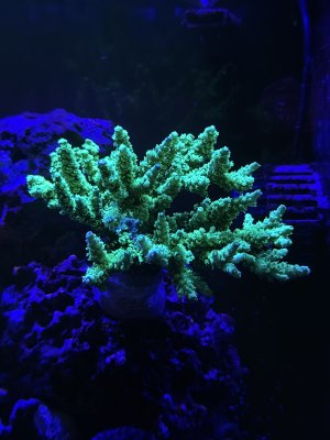 IMG_0126.jpeg