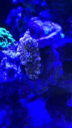 IMG_2231.jpeg