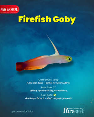 Copy of PR Fish Profile Template.zip - 9.png