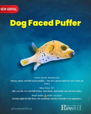 Copy of PR Fish Profile Template.zip - 7.png Copy of PR Fish Profile Template.zip - 7.png