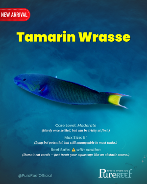 Copy of PR Fish Profile Template.zip - 6.png