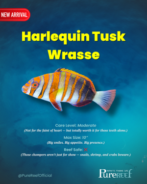 Copy of PR Fish Profile Template.zip - 5.png