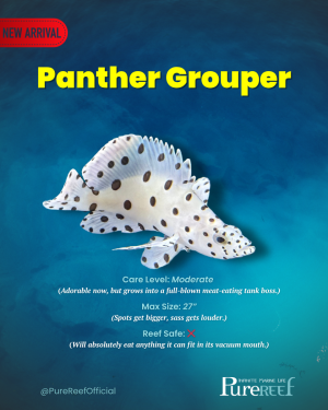 Copy of PR Fish Profile Template.zip - 3.png Copy of PR Fish Profile Template.zip - 3.png