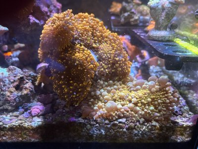 IMG_3087.jpeg