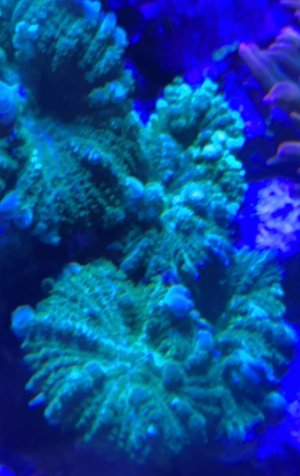 IMG_2239.jpeg