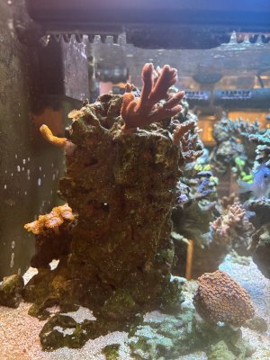 IMG_3668.jpeg