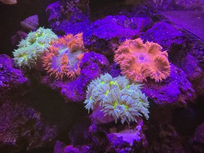 IMG_0599.jpeg