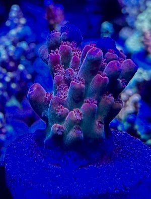 IMG_8858.jpeg