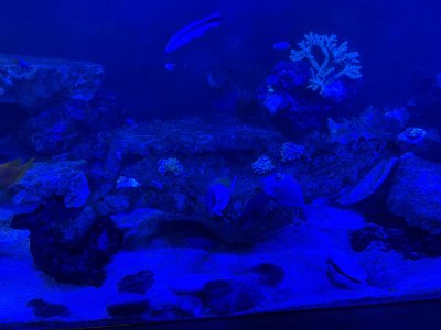 IMG_4525.jpeg