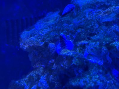 IMG_4521.jpeg