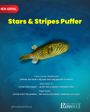 Copy of PR Fish Profile Template.zip - 9.png