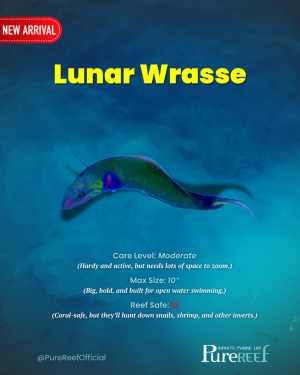 Copy of PR Fish Profile Template.zip - 8.png
