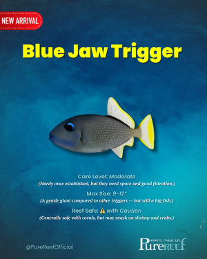 Copy of PR Fish Profile Template.zip - 7.png