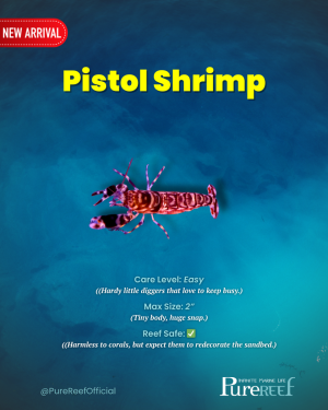 Copy of PR Fish Profile Template.zip - 6.png