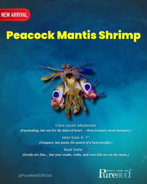 Copy of PR Fish Profile Template.zip - 4.png