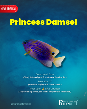Copy of PR Fish Profile Template.zip - 3.png